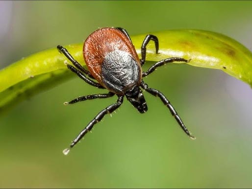 Kliestov-je-coraz-viac.-Pozor-na-riziko-infekcie.jpg