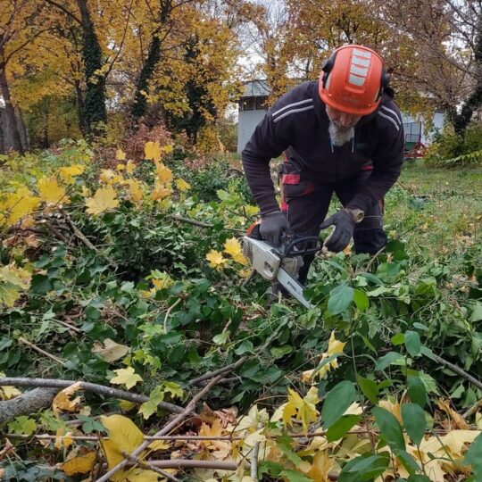 Vypilujeme nebezpečné stromy pri plote nemocnice
