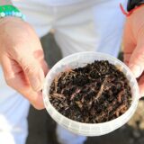 článok - Poznáte vermikompost?